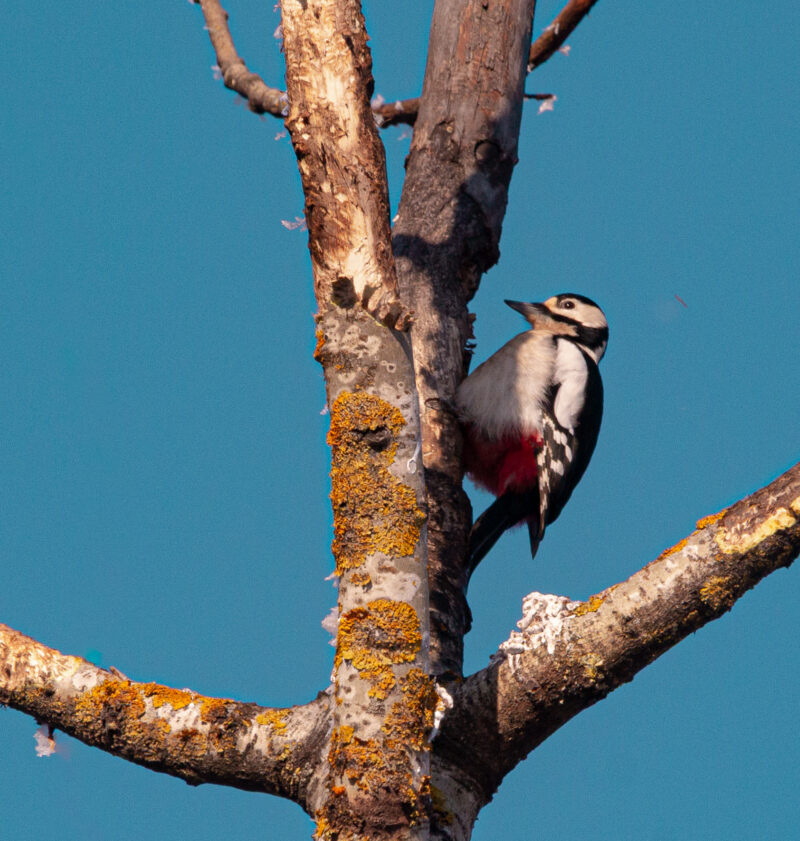 Woodpecker perched on tree branch