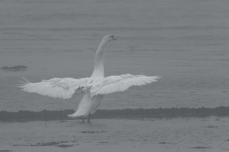 Swan