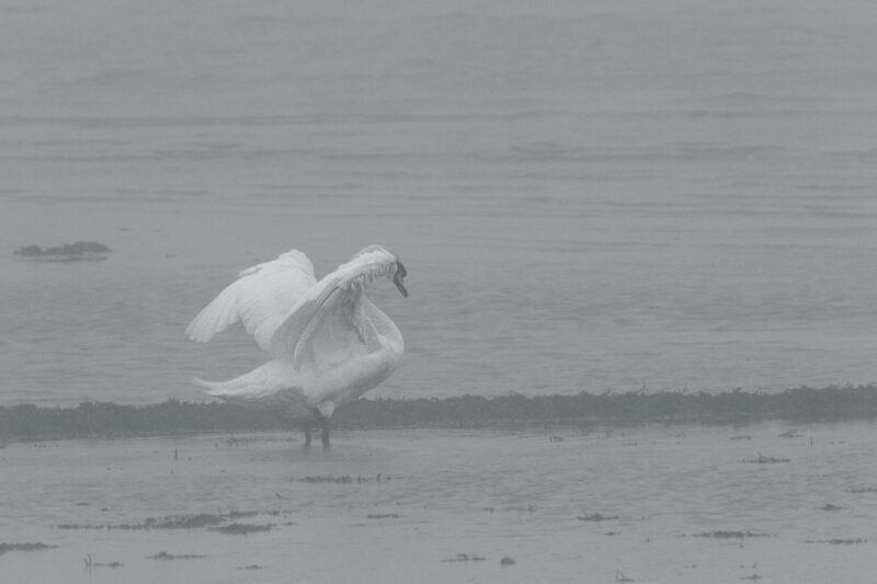 Swan