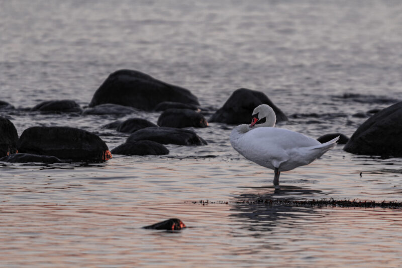 Swan